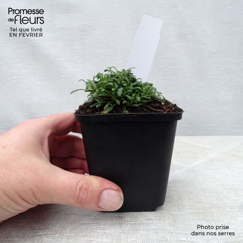 Esimerkki talvella toimitetusta Purppuraerinus Hähnle 8/9 cm taimiruukku-taimesta