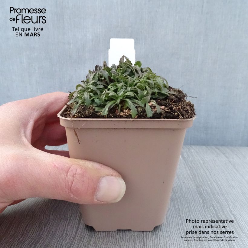 Esimerkki keväällä toimitetusta Purppuraerinus Hähnle Godet de 8/9 cm-taimesta