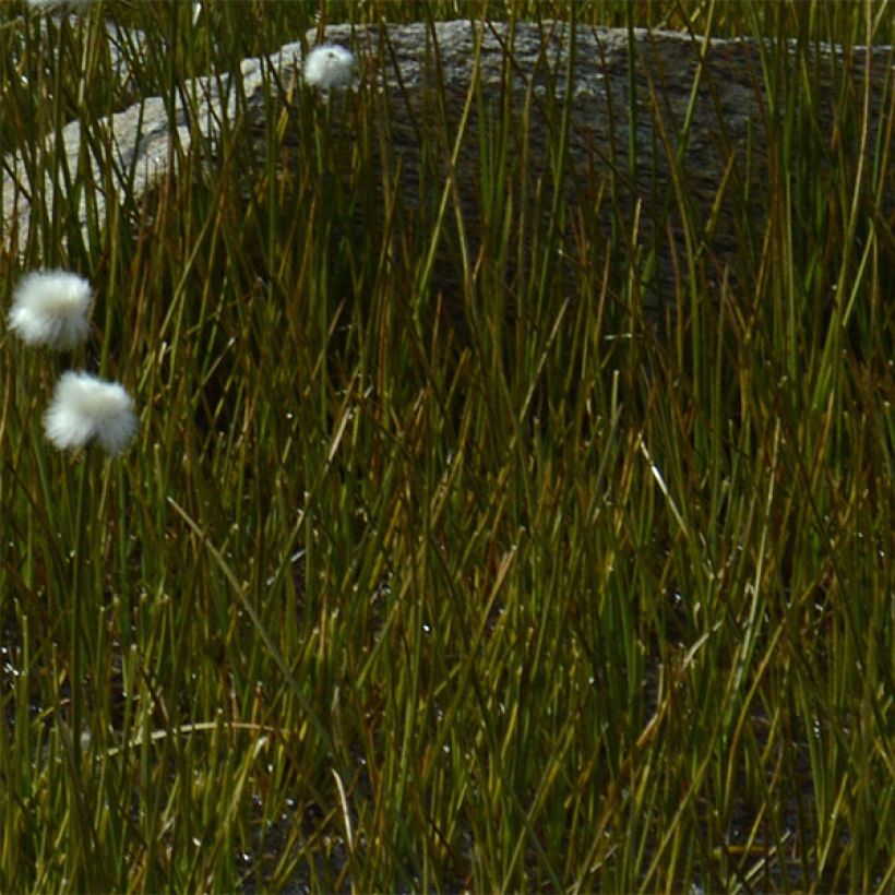 Luhtavilla - Eriophoron angustifolium (Lehvistö)