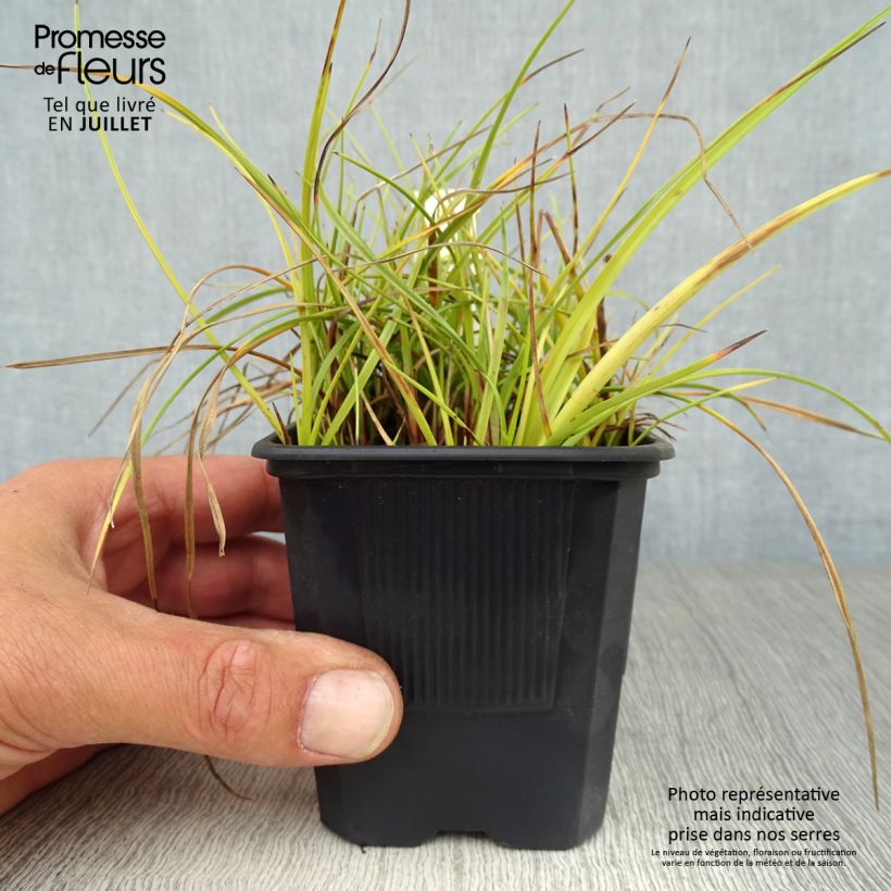 Esimerkki kesällä toimitetusta Luhtavilla - Eriophoron angustifolium Godet de 8/9 cm-taimesta