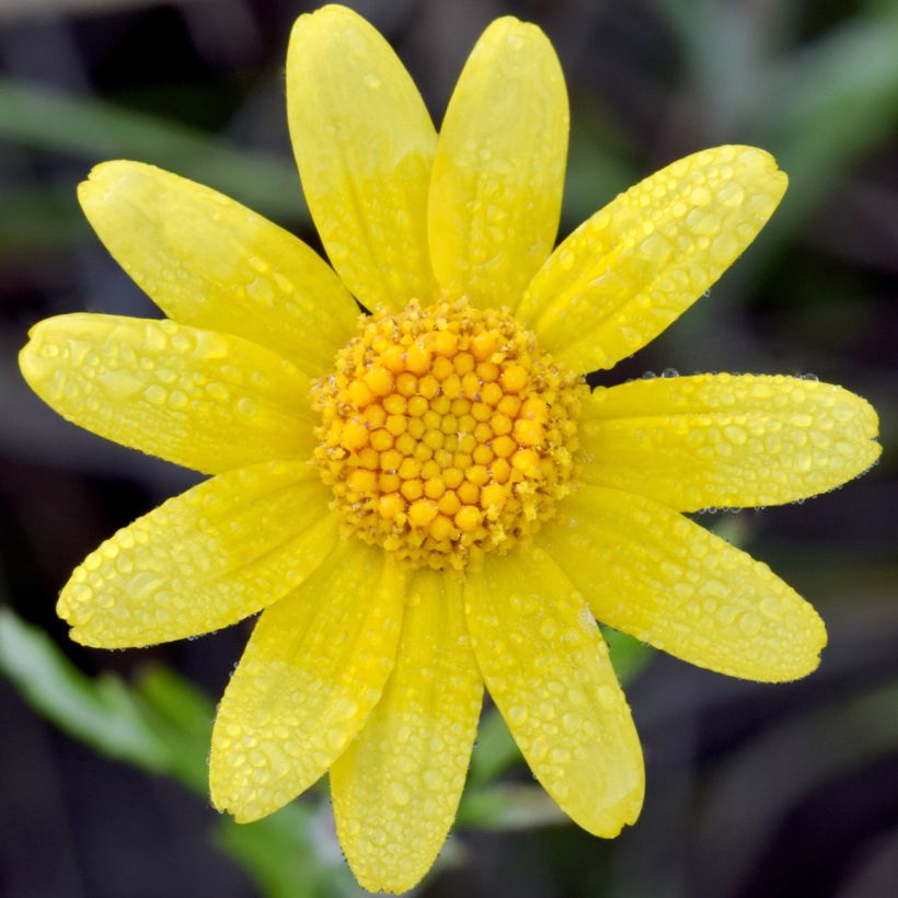 Eriophyllum lanatum Pointe (Kukinta)