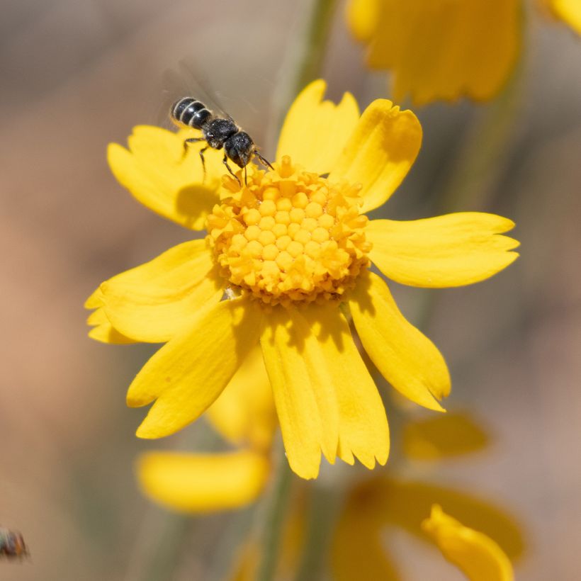 Eriophyllum lanatum subsp. arachnoideum Ssp. Arachnoideum (Kukinta)