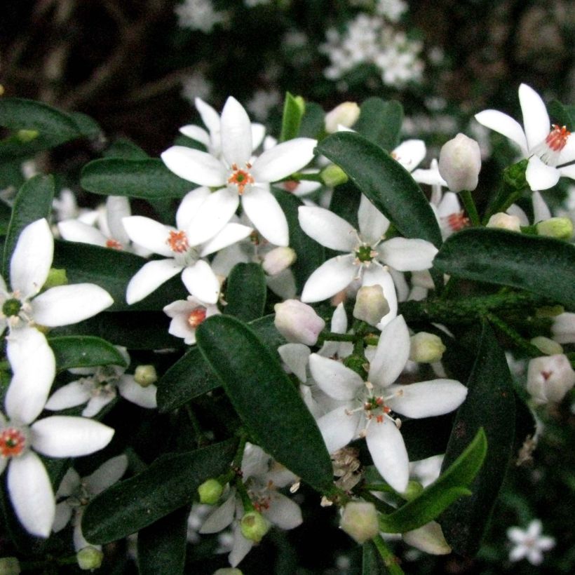 Eriostemon myoporoides (Kukinta)