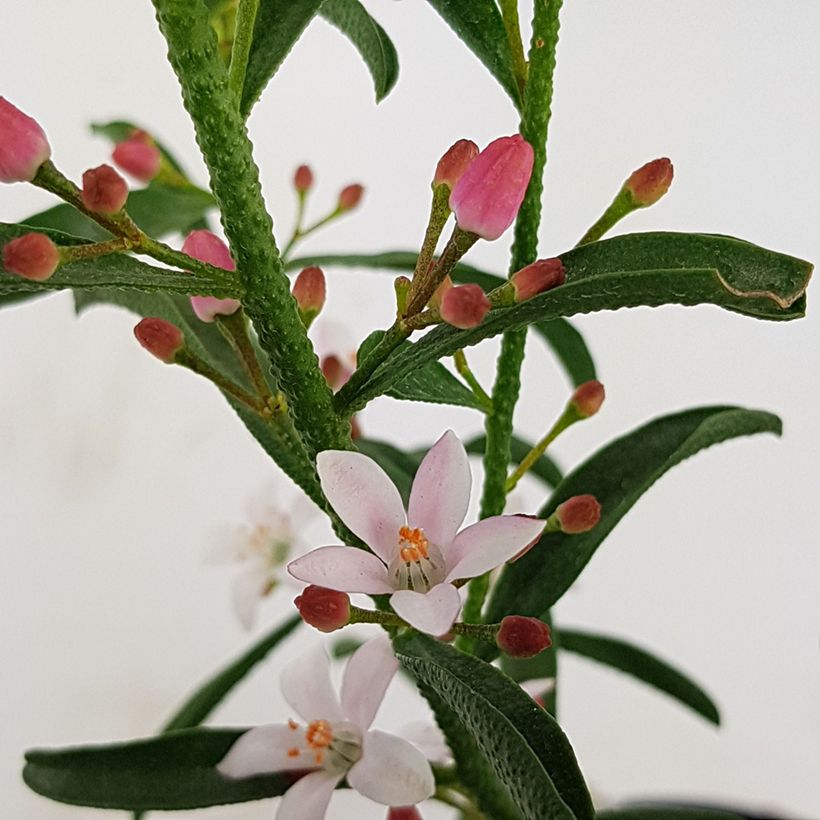 Philotheca myoporoides Flower Girl Pink (Kukinta)
