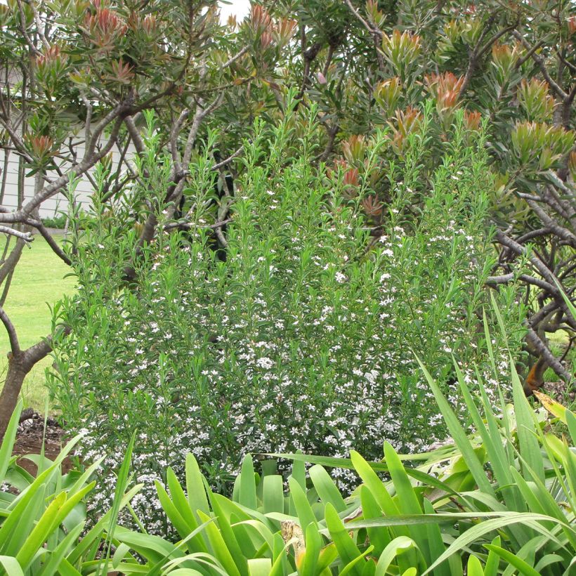 Eriostemon myoporoides (Kasvutapa)