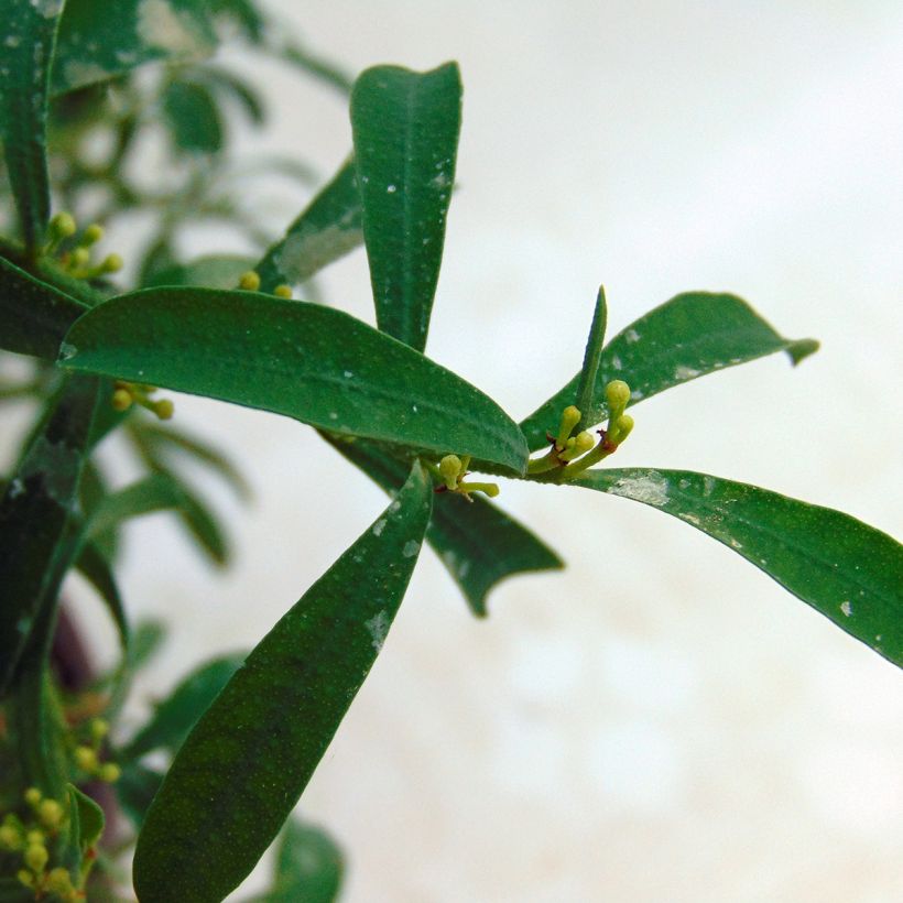 Eriostemon myoporoides (Lehvistö)