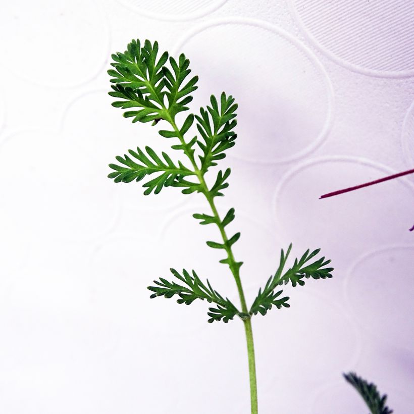Kurjennokka Stephanie (Lehvistö)