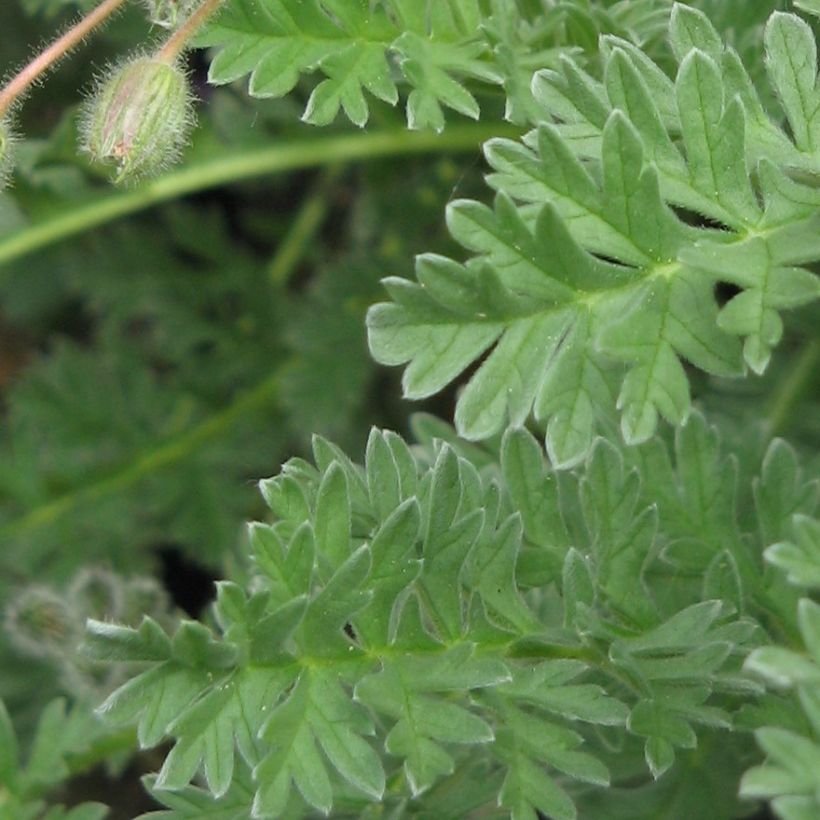 Kurjennokka - Erodium chrysanthum (Lehvistö)