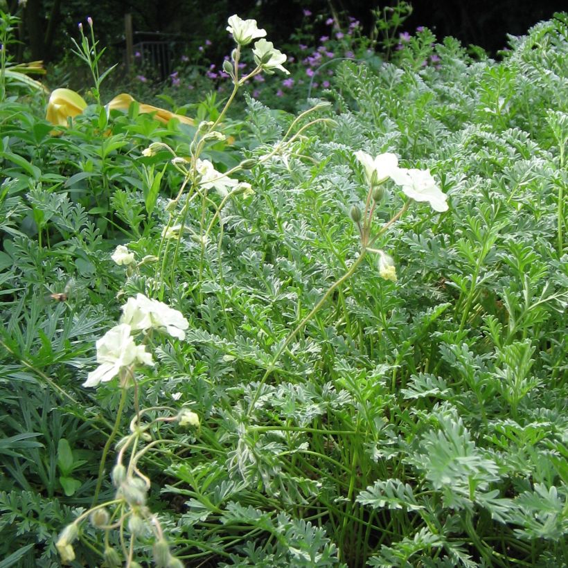 Kurjennokka - Erodium chrysanthum (Kasvutapa)