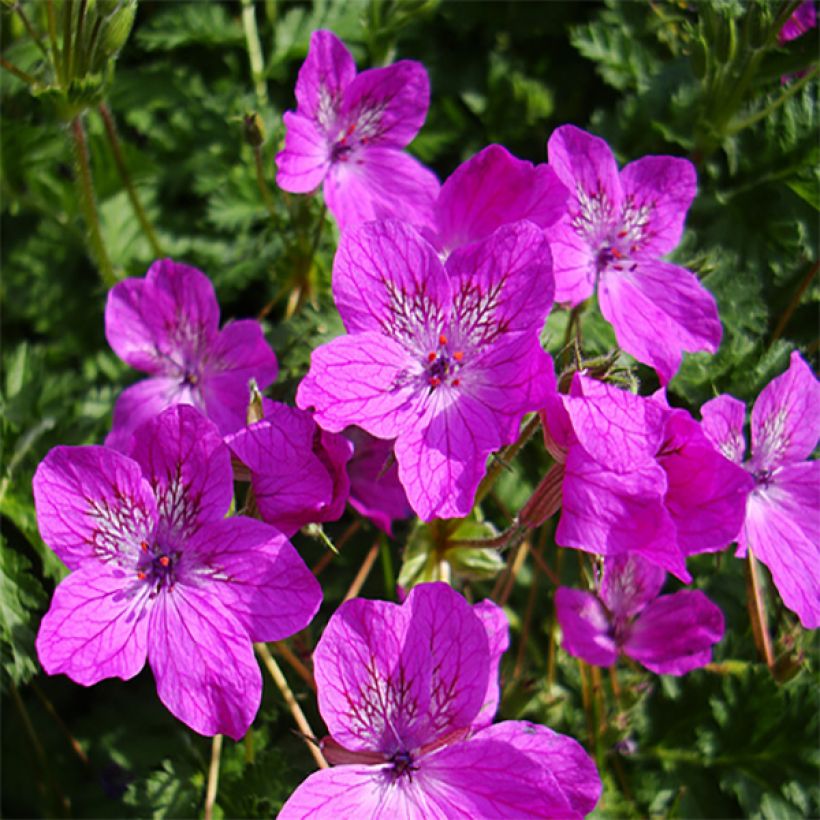 Kivikkokurjennokka - Erodium manescavii (Kukinta)
