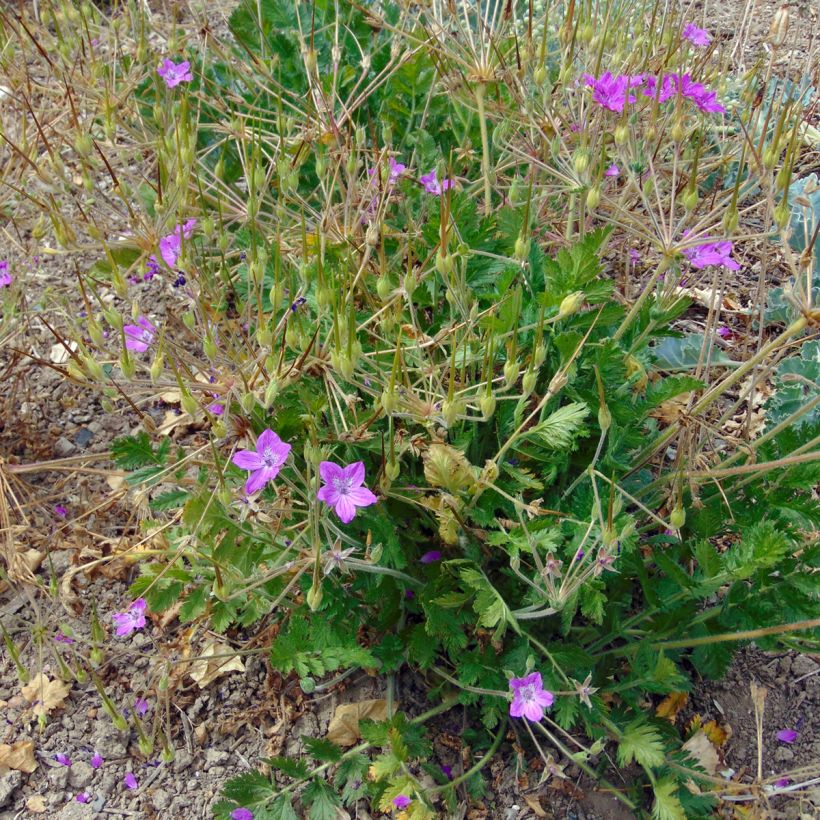 Kivikkokurjennokka - Erodium manescavii (Kasvutapa)