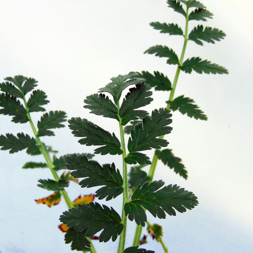 Kivikkokurjennokka - Erodium manescavii (Lehvistö)