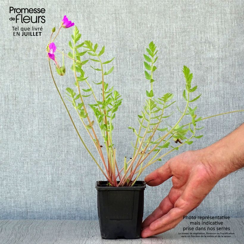 Esimerkki kesällä toimitetusta Kivikkokurjennokka - Erodium manescavii Taimiruukku 8/9 cm-taimesta