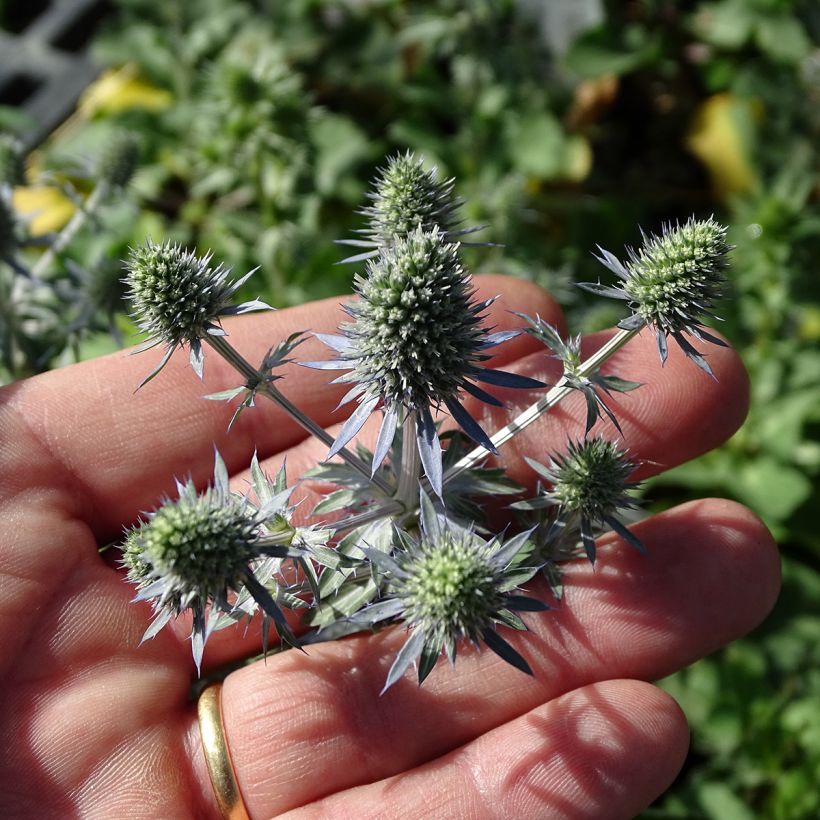 Sinipiikkiputki Tiny Jackpot (Kukinta)