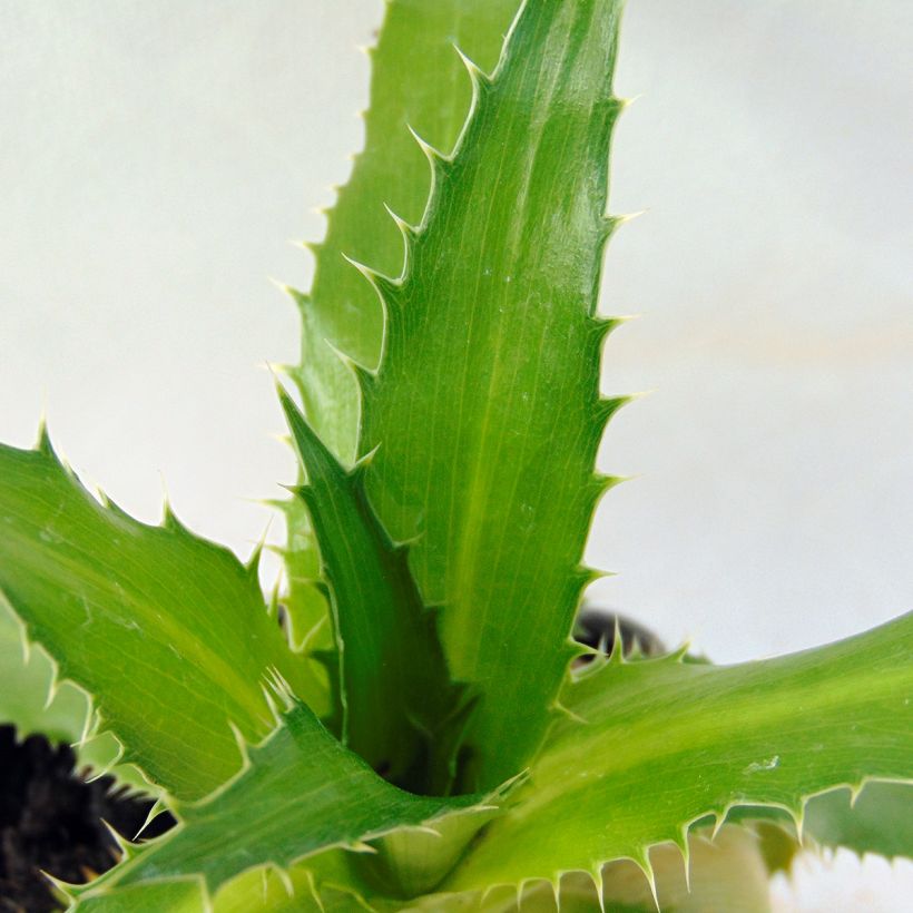 Piikiputke - Eryngium agavifolium (Lehvistö)