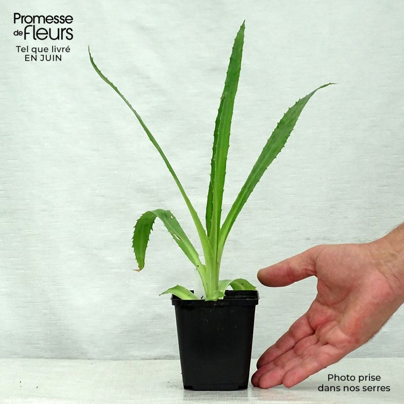 Esimerkki kesällä toimitetusta Piikiputke - Eryngium agavifolium Godet de 8/9 cm-taimesta
