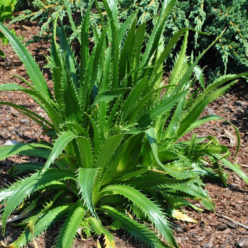Piikiputke - Eryngium agavifolium (Kasvutapa)