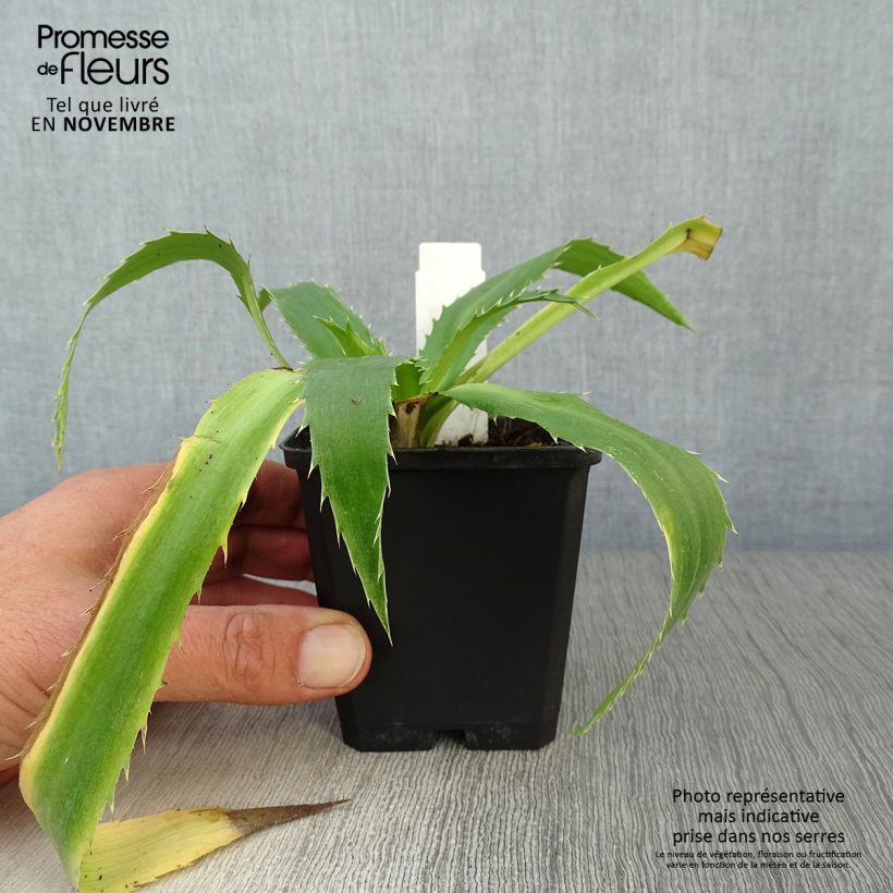 Esimerkki syksyllä toimitetusta Piikiputke - Eryngium agavifolium 8/9 cm taimiruukku-taimesta