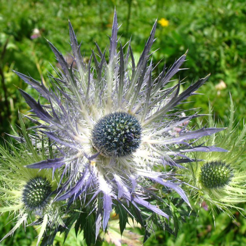 Alppipiikkiputki Blue Star (Kukinta)