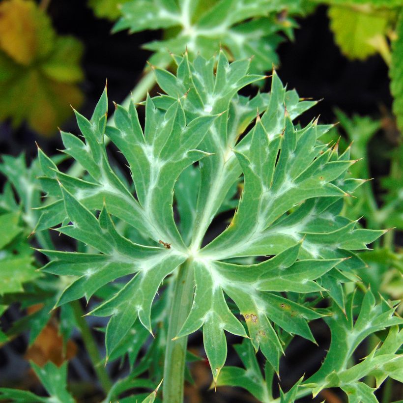 Koreapiikkiputki - Eryngium bourgatii (Lehvistö)