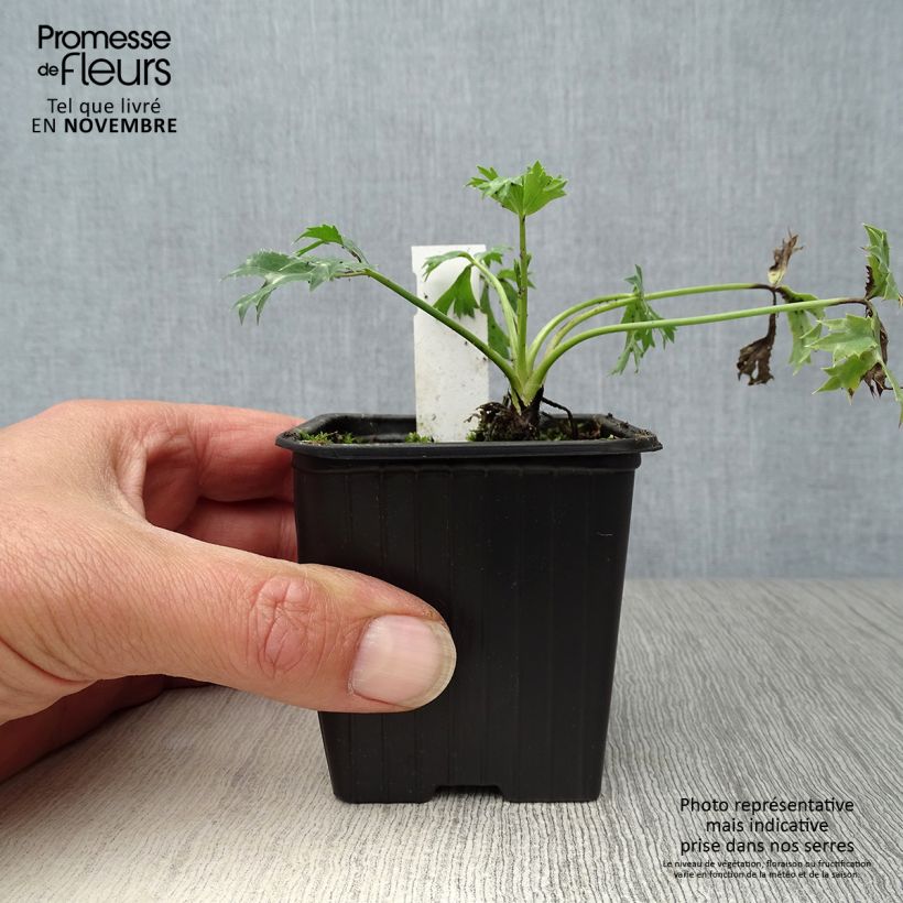 Esimerkki syksyllä toimitetusta Koreapiikkiputki - Eryngium bourgatii 8/9 cm taimiruukku-taimesta