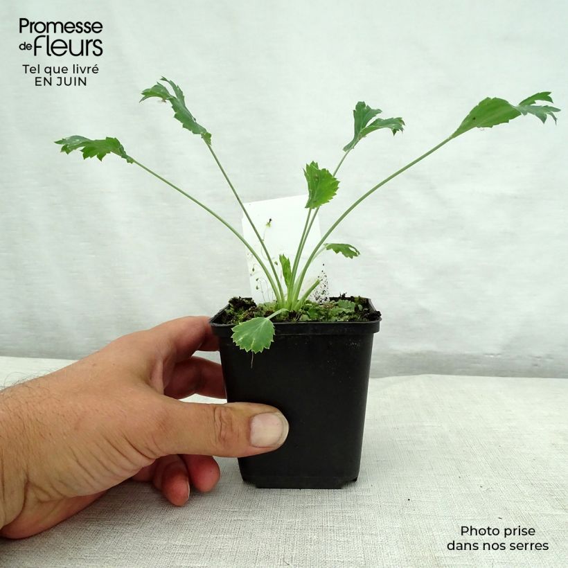 Esimerkki kesällä toimitetusta Koreapiikkiputki - Eryngium bourgatii Godet de 8/9 cm-taimesta
