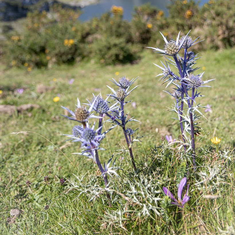 Koreapiikkiputki - Eryngium bourgatii (Kasvutapa)