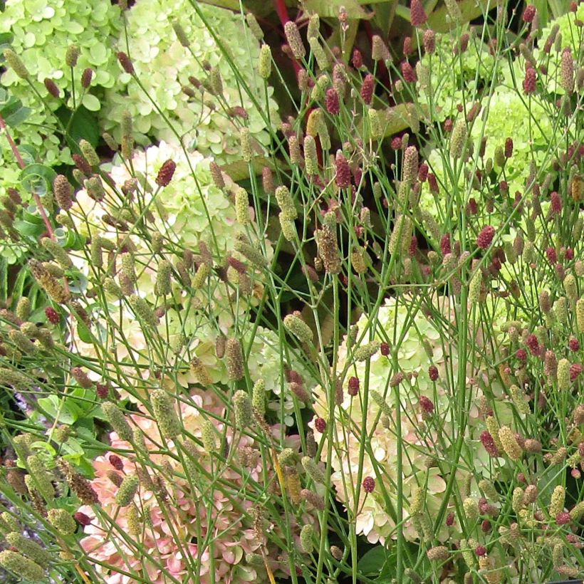 Piikiputke - Eryngium ebracteatum var. poterioides (Kukinta)