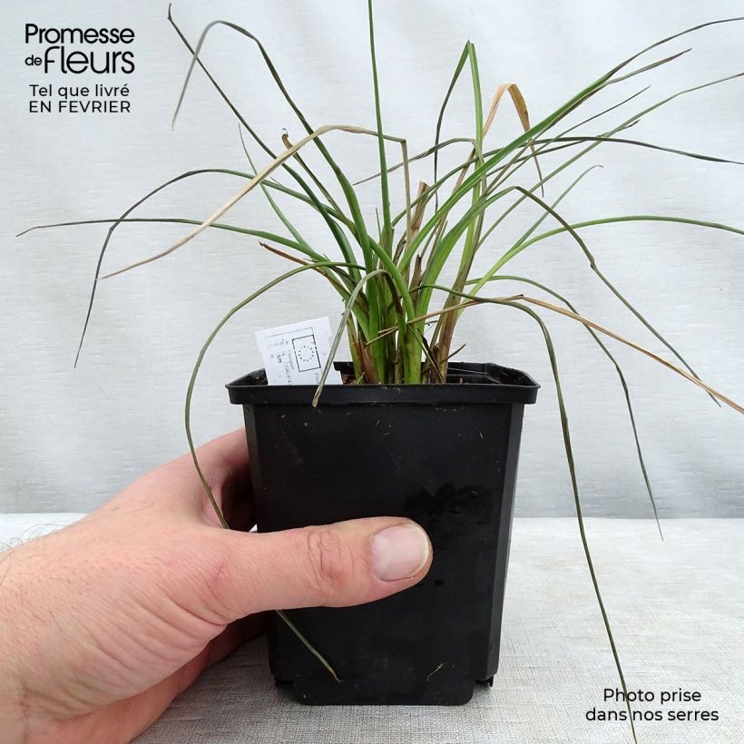 Esimerkki talvella toimitetusta Piikiputke - Eryngium ebracteatum var. poterioides 2 litran/3 litran ruukku-taimesta