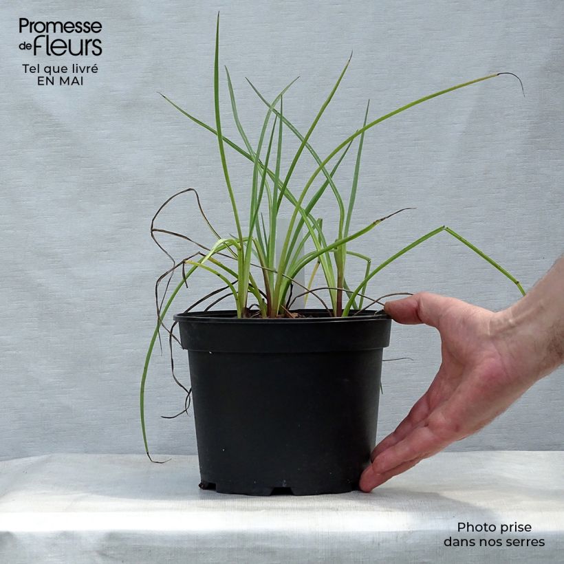 Esimerkki keväällä toimitetusta Piikiputke - Eryngium ebracteatum var. poterioides Pot de 2L/3L-taimesta