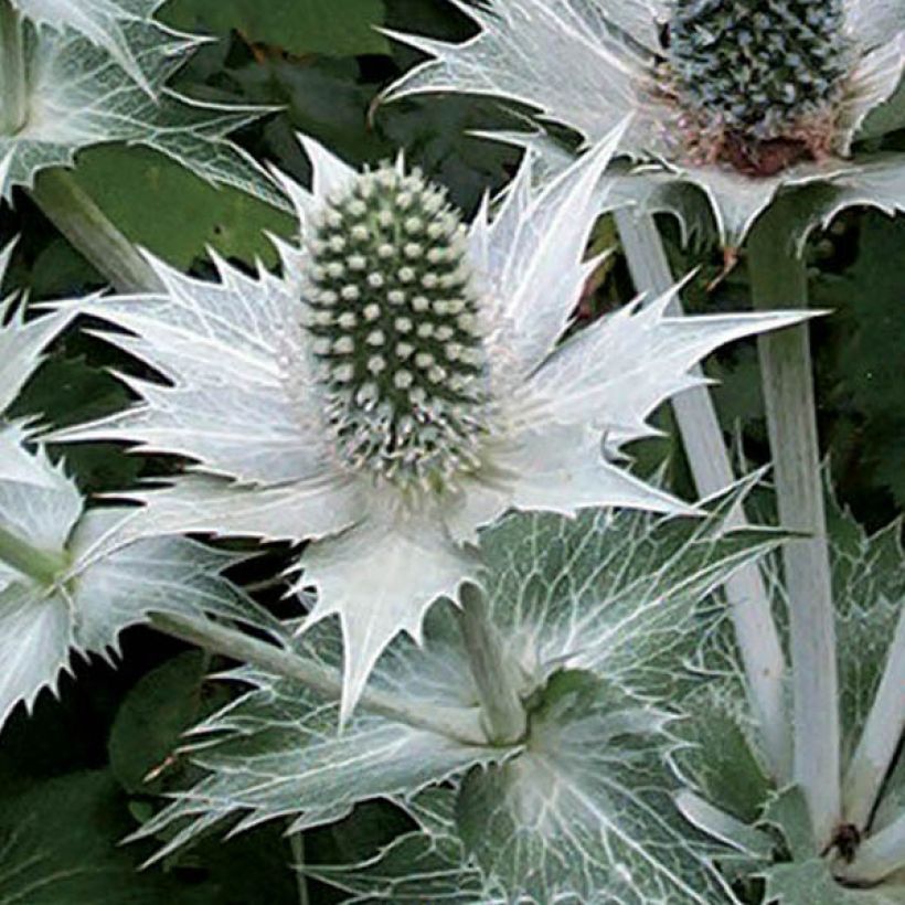 Hohtopiikkiputki - Eryngium giganteum (Kukinta)