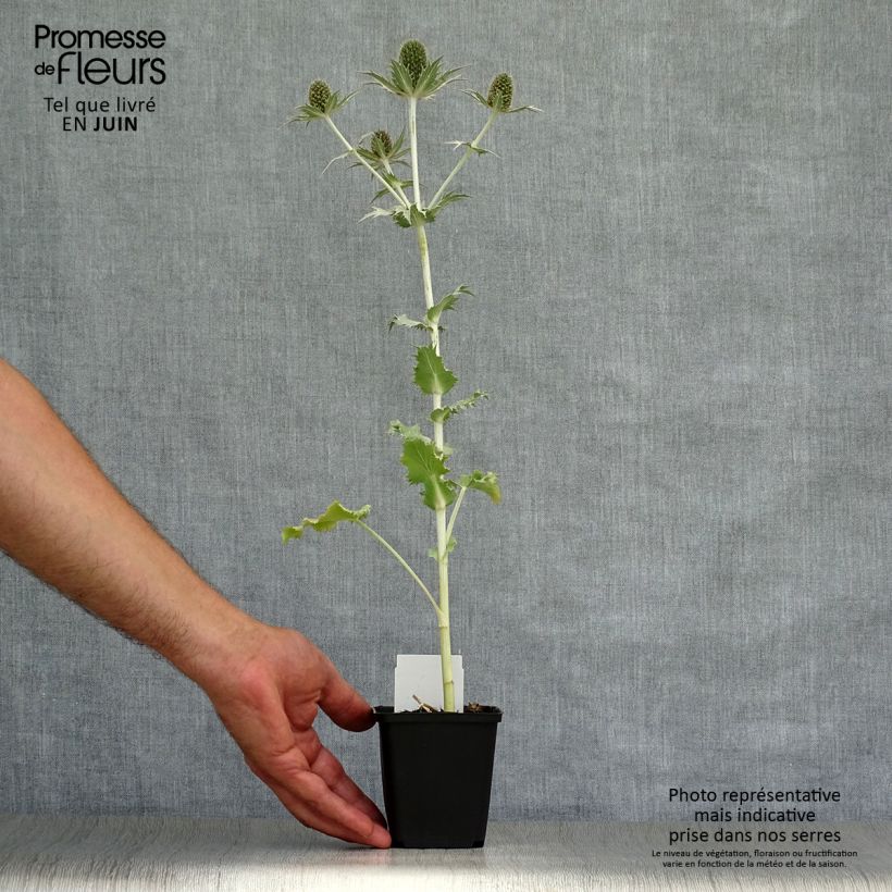 Esimerkki kesällä toimitetusta Hohtopiikkiputki - Eryngium giganteum Godet de 8/9 cm-taimesta