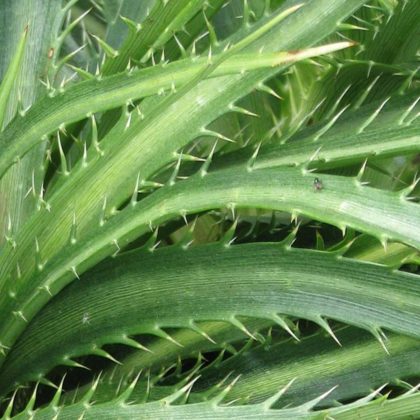 Piikiputke - Eryngium horridum (Lehvistö)