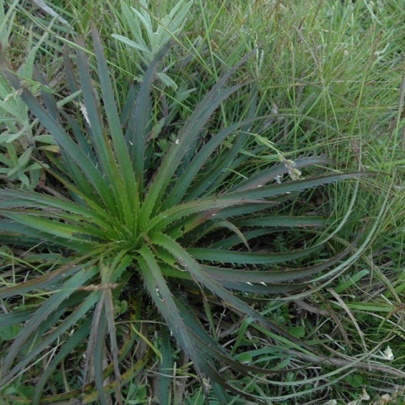 Piikiputke - Eryngium horridum (Kasvutapa)