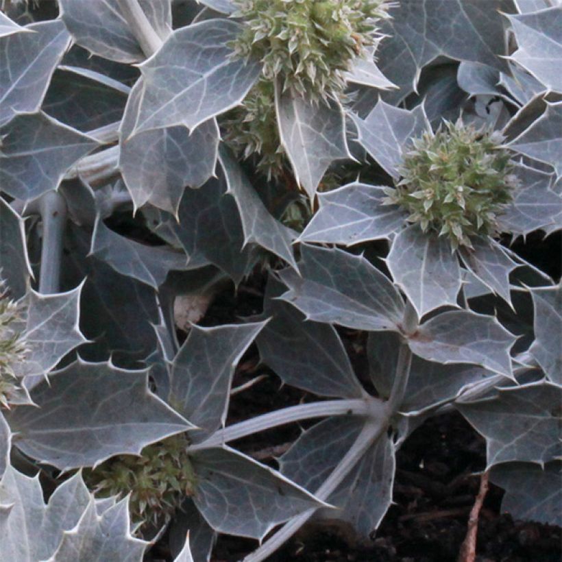 Meripiikkiputki - Eryngium maritimum (Lehvistö)