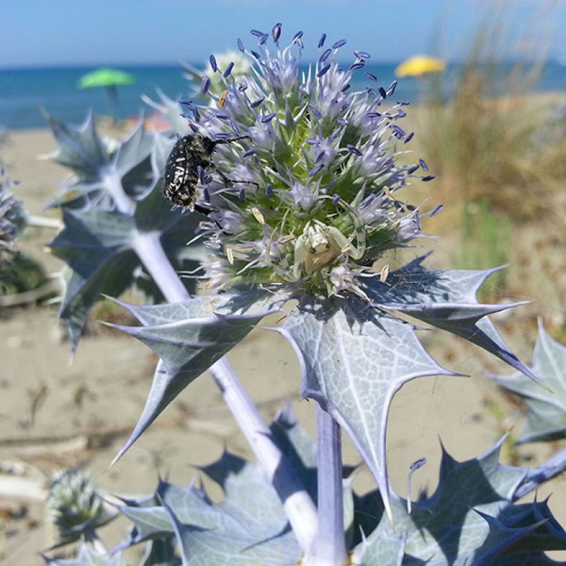 Meripiikkiputki - Eryngium maritimum (Kukinta)