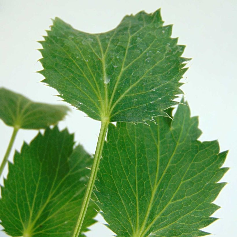 Piikkiputki - Eryngium oliverianum (Lehvistö)
