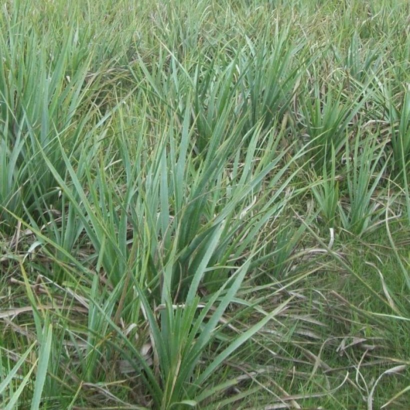 Piikiputke - Eryngium pandanifolium (Kasvutapa)