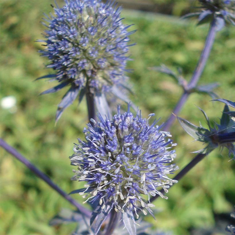 Sinipiikkiputki Blauer Zwerg (Kukinta)