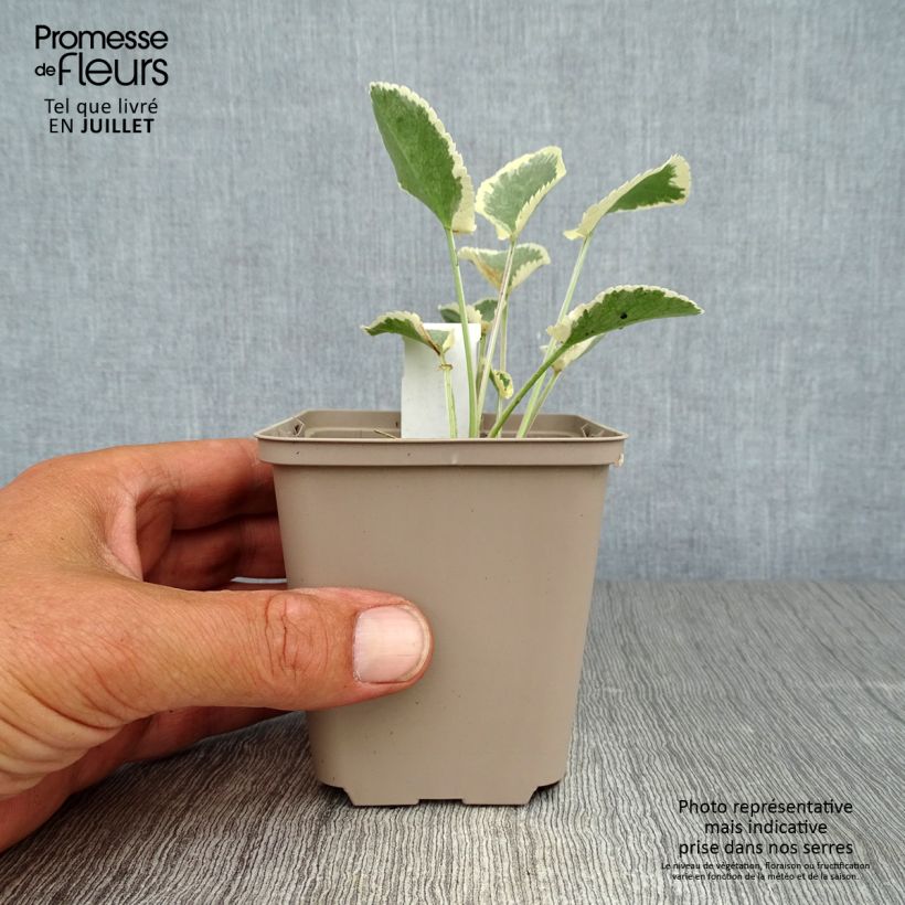 Esimerkki kesällä toimitetusta Sinipiikkiputki Jade Frost Godet de 8/9 cm-taimesta