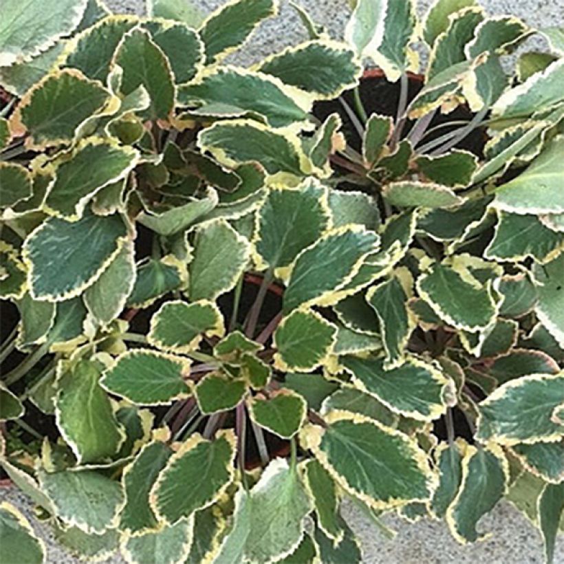 Sinipiikkiputki Jade Frost (Lehvistö)