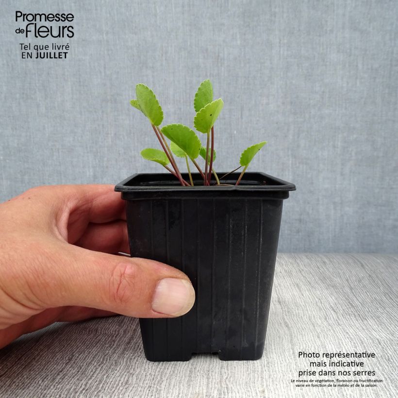 Esimerkki kesällä toimitetusta Sinipiikkiputki - Eryngium planum Taimiruukku 7/8 cm-taimesta