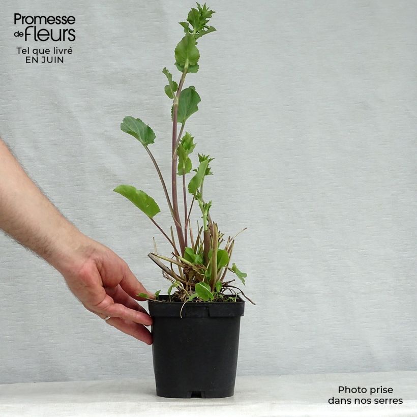 Esimerkki kesällä toimitetusta Sinipiikkiputki - Eryngium planum Ruukku 2L / 3L-taimesta