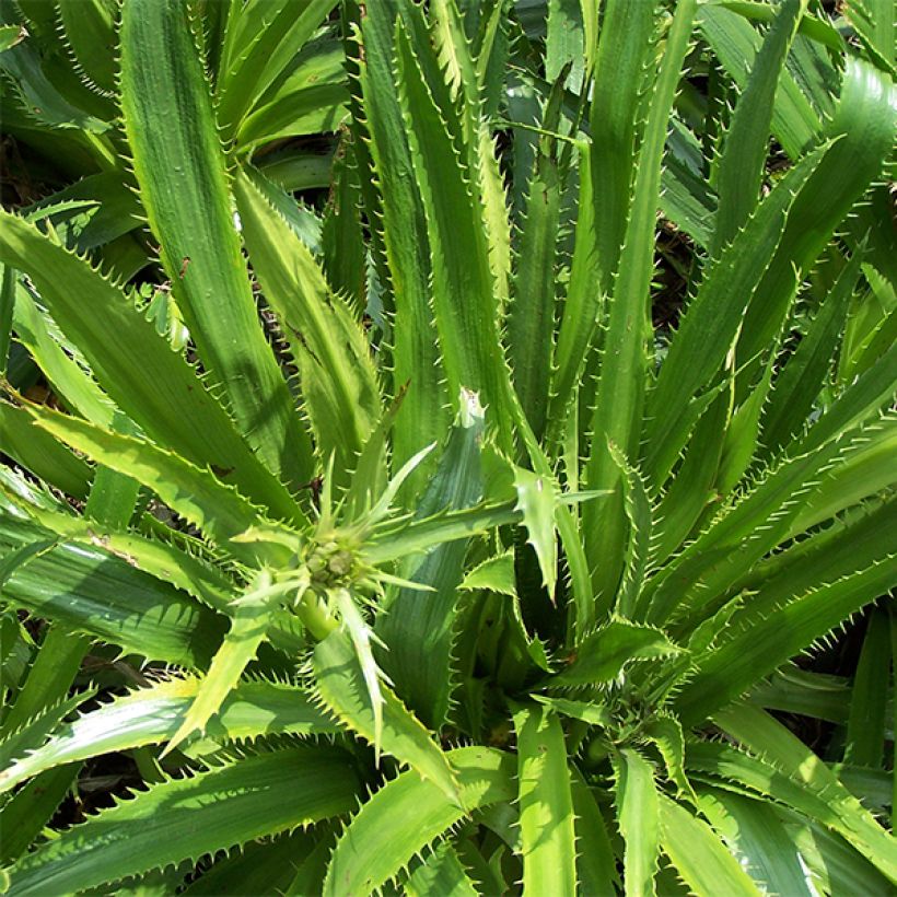 Piikiputke - Eryngium serra (Lehvistö)
