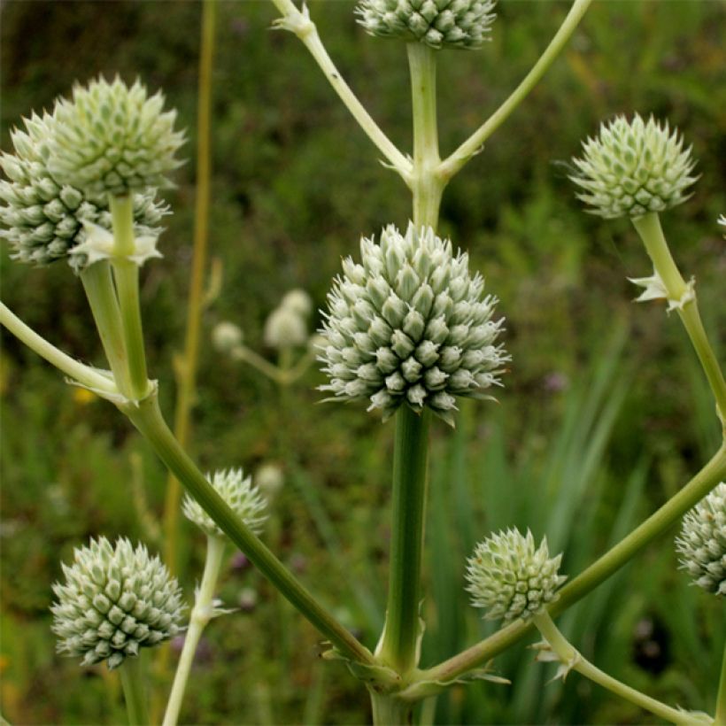 Piikiputke - Eryngium serra (Kukinta)