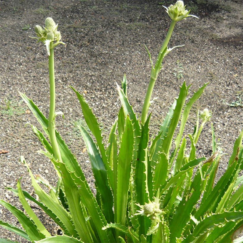 Piikiputke - Eryngium serra (Kasvutapa)