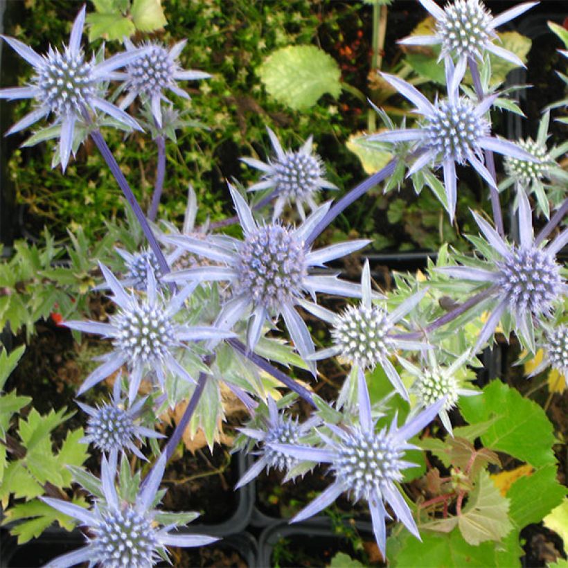 Piikiputke - Eryngium tripartitum (Kukinta)