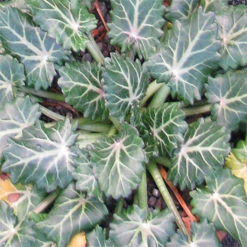 Piikiputke - Eryngium variifolium (Lehvistö)
