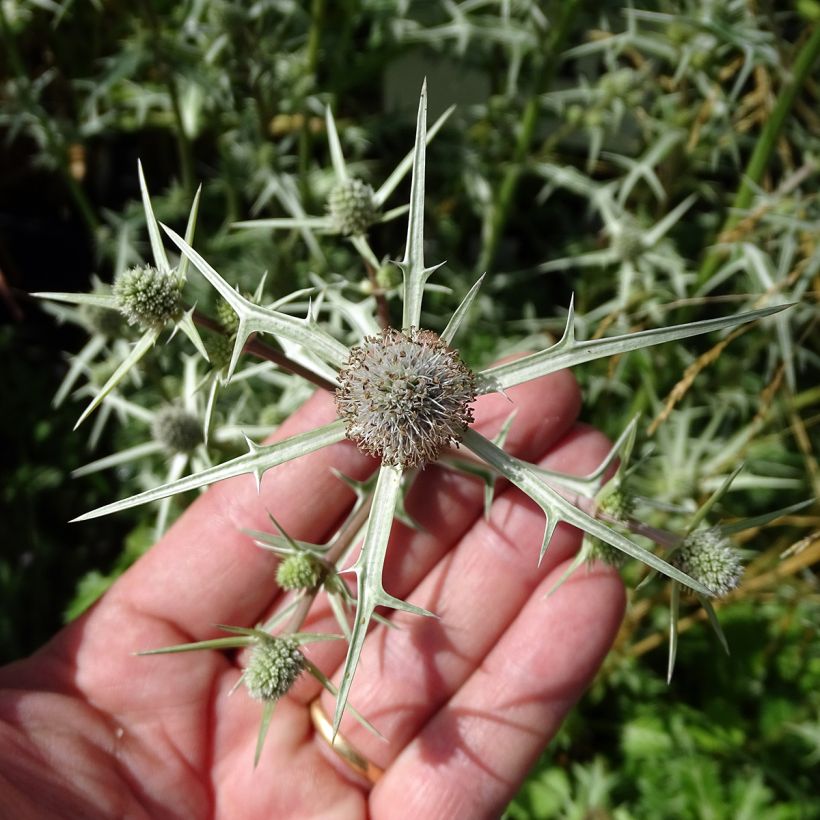 Piikiputke - Eryngium variifolium (Kukinta)