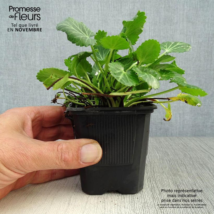 Esimerkki syksyllä toimitetusta Piikiputke - Eryngium variifolium 8/9 cm taimiruukku-taimesta